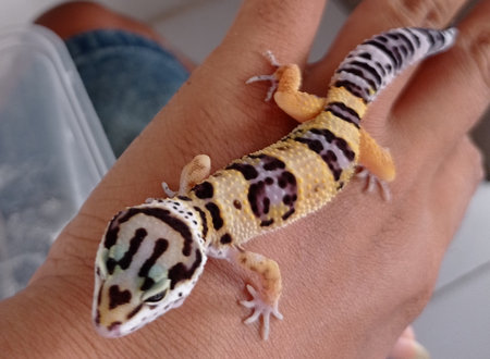Gecko with interesting motifs and colors and very beautiful to look at and very cuteの写真素材