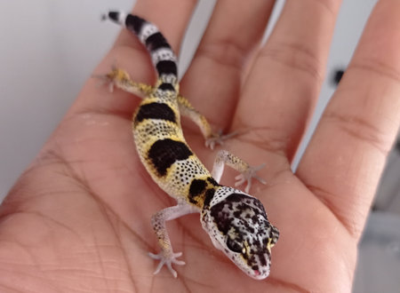 Gecko with interesting motifs and colors and very beautiful to look at and very cuteの写真素材