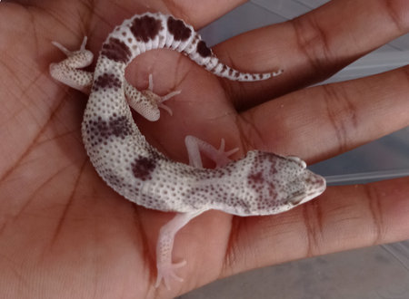 Gecko with interesting motifs and colors and very beautiful to look at and very cuteの写真素材