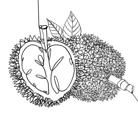 Illustration work about durian fruit with an artistic, spontaneous line art drawing styleの写真素材
