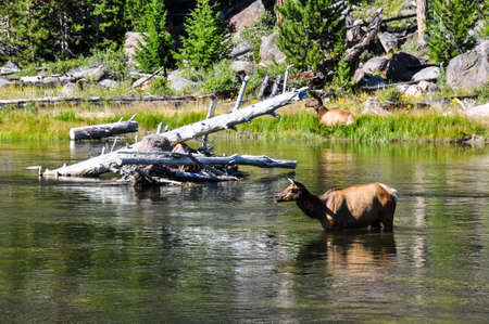 Wildlife in one of the many scenic landscapes of Yellowstone National Park, Wyoming, USA.の写真素材
