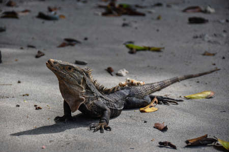 Iguana in Manuel Antonio National Park, Costa Rica.の写真素材
