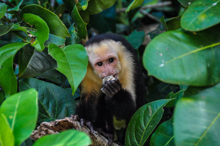 White Faced Capuchin Monkey in Manuel Antonio National Park, Costa Rica.