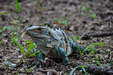 Iguana in Santa Rosa National Park, Costa Rica.の写真素材
