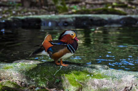 Colorful Mandarin Duck in Panama.の写真素材
