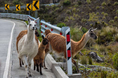Lamas Family in El Cajas National Park, Ecuador.の写真素材