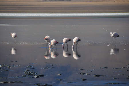 Flamencos in Sur Lipez, Bolivia.の写真素材