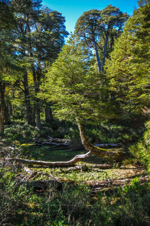 Lonely tree in Reserva El Cani, near Pucon, Chile.の写真素材