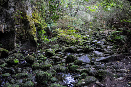 Forest near P?trohu?, in Chile.の写真素材