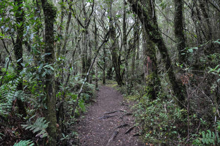 Forest near P?trohu?, in Chile.の写真素材