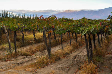 Fruity Wineyards of Cafayate in North Argentina.の写真素材