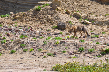 Desert fox in Valle de la Luna, Argentina.の写真素材