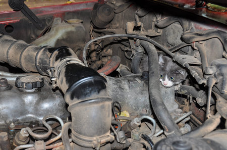 Kitty hiding from the dogs, inside the motor, Argentina.