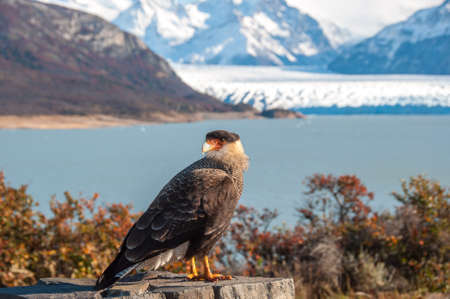 Caracara bird posing in front of Perito Moreno Glacier, Argentina.の写真素材