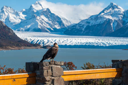 Caracara bird posing in front of Perito Moreno Glacier, Argentina.の写真素材