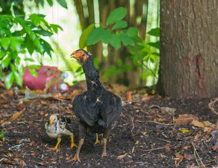 flock of chickens grazing on the grass.の写真素材