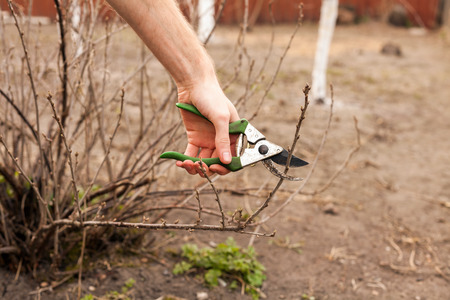 Gardener is cutting a currant with a prunerの写真素材