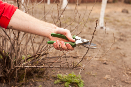 Gardener is cutting a currant with a pruner closeupの写真素材