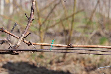 Closeup of a grapeの写真素材