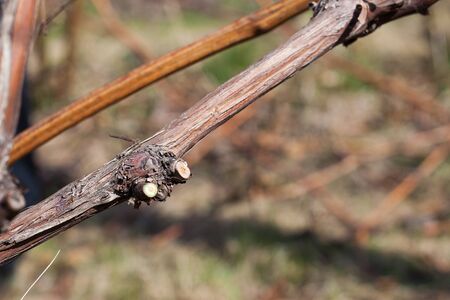 Closeup of a pruned grapeの写真素材
