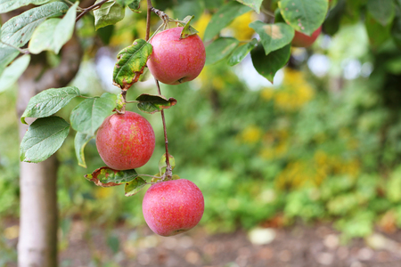 Red apples on apple tree branchの写真素材