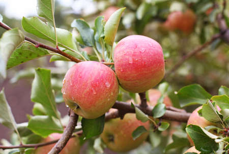 Champion apples on the treeの写真素材