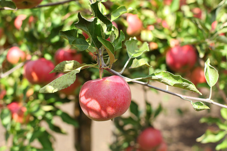 Red apples on apple tree branch with green leavesの写真素材