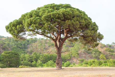 Large trees on the background of mountain scenery on the Lycian Wayの写真素材
