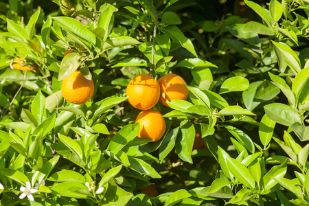 Ripe and fresh oranges hanging on branch, orange orchard in Turkeyの写真素材