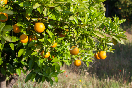 Ripe and fresh oranges hanging on branch, orange orchard in Turkeyの写真素材