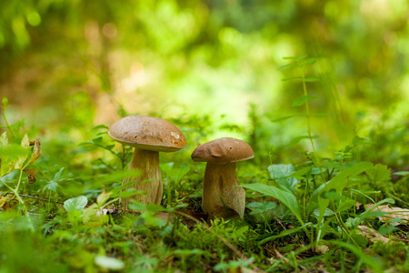 Two boletus mushrooms growing in the green forestの写真素材