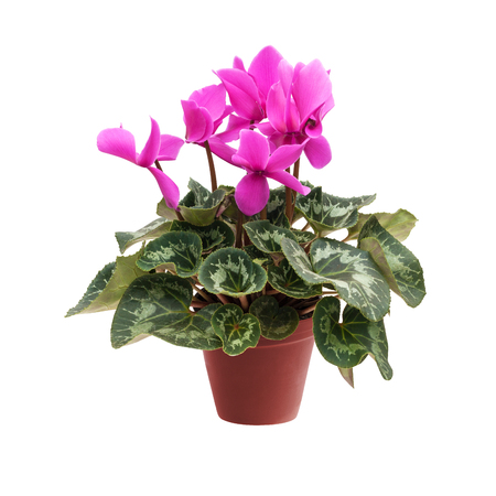 Pink cyclamen in a flower pot isolated on a white backgroundの写真素材