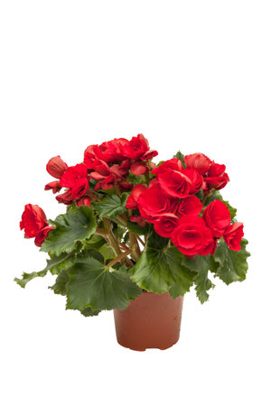 Blossoming red begonia isolated on white backgroundの写真素材