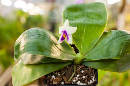  Phalaenopsis Orchid flower close up.Floral background.Selective focus.の写真素材