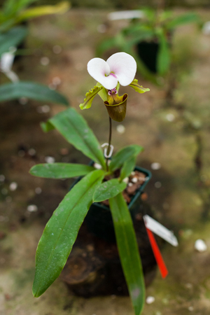 Paphiopedilum orchid flowersの写真素材