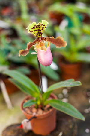 Paphiopedilum orchid flowersの写真素材