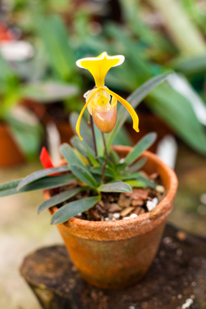 Paphiopedilum orchid flowersの写真素材