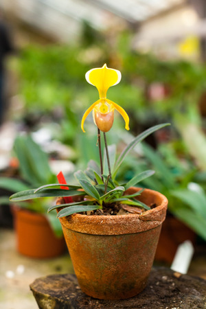 Paphiopedilum orchid flowersの写真素材