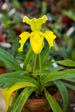 Paphiopedilum orchid flowersの写真素材