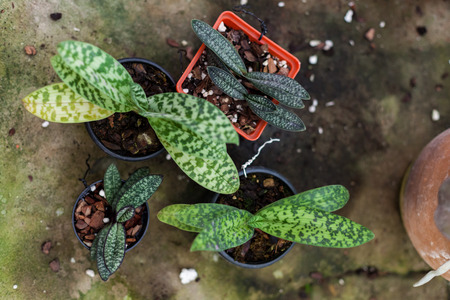 Group of small Paphiopedilums in brown potsの写真素材