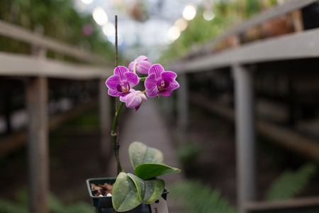  Phalaenopsis Orchid flower close up.Floral background.Selective focus.の写真素材