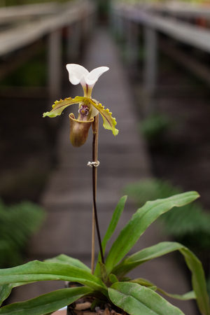 Close up on small group of colorful paphiopedilum or lady slipper の写真素材