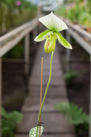 Close up on small group of colorful paphiopedilum or lady slipper の写真素材