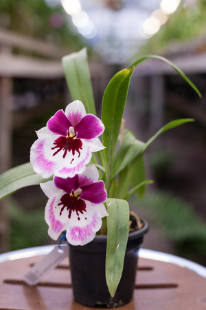 Close up of Dancing Lady orchid (Oncidium Varicosum, Oncidium Goldiana)の写真素材