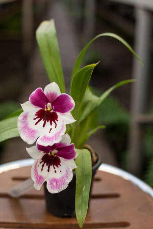 Close up of Dancing Lady orchid (Oncidium Varicosum, Oncidium Goldiana)の写真素材