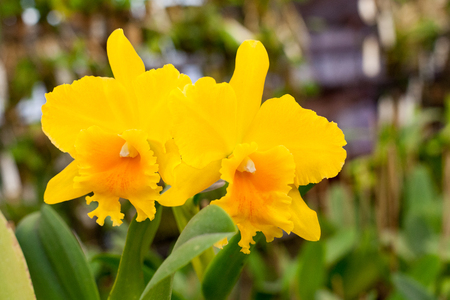 Close up beautiful Cattleya orchidの写真素材