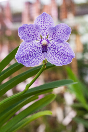 Beautiful orchid. Vanda or Vanda coerulea Griff. Various flower close up from bouquet.の写真素材