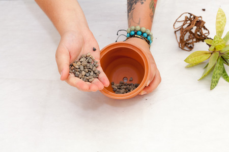 Florist  transplanting plant a into a new potの写真素材