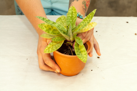 Florist  transplanting plant a into a new potの写真素材