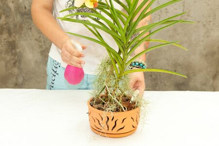 Florist  transplanting plant a into a new potの写真素材